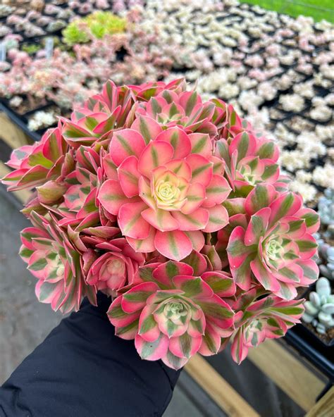 Add a Touch of Elegance to Your Garden with the Aeonium Pink Witch